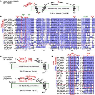 Phylogenetic and Molecular Evolutionary Analysis of Mitophagy Receptors under Hypoxic Conditions